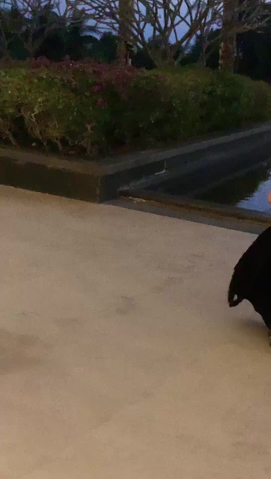 诗恩恩 a上去了 情趣丝袜疯狂露内裤 已剪辑完 (5)